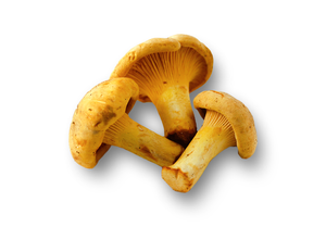 Chanterelle